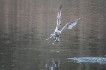 above a lake gulls fly excitedly over the water in search of food