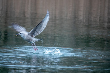 above a lake gulls fly excitedly over the water in search of food