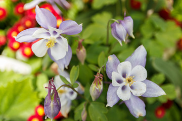 Spring background of purple flowers. Mainau, Germany