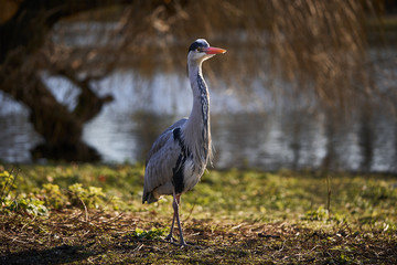 Picture of the adult grey heron, Ardea cinerea, is a long legged predatory wading bird native throughout temperate Europe and Asia and also parts of Africa. Herons are members of the family Ardeidae. 