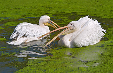 Closeup of white pelicans (Pelecanus onocrotalus) on the water, the open beak