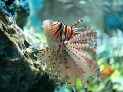 Thai lion fish in the aquarium for being a pet in the house