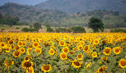 Sunflower species from Thailand