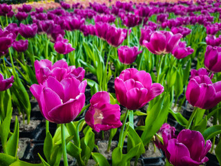 tulips in the garden