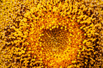 Background of sunflower Pollen close up.