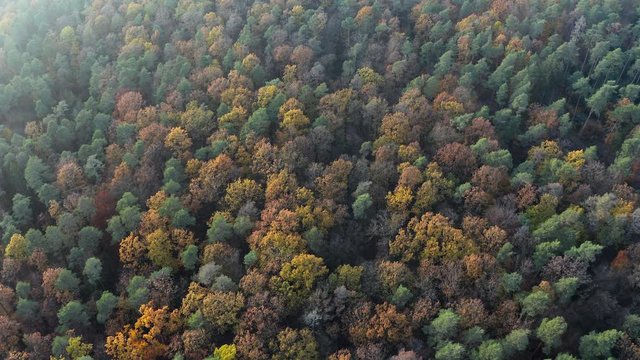 Aerial view of forest with autumn leaf colors