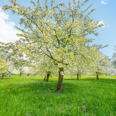 Spring. Blooming orchard. Trees in full bloom. Meadow flowers in tall grass.