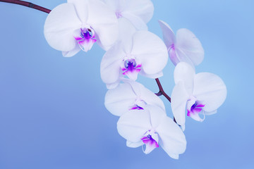 Fototapeta na wymiar Sprig of beautiful orchid flower on blue background. Floral background, spring summer concept.