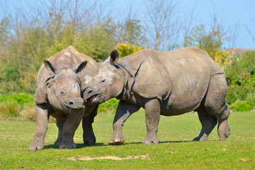 Fototapeta premium Closeup two Indian rhinoceros (Rhinoceros unicornis) 