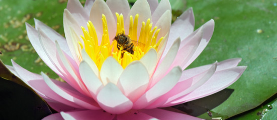 Bee pollinating pink water lily