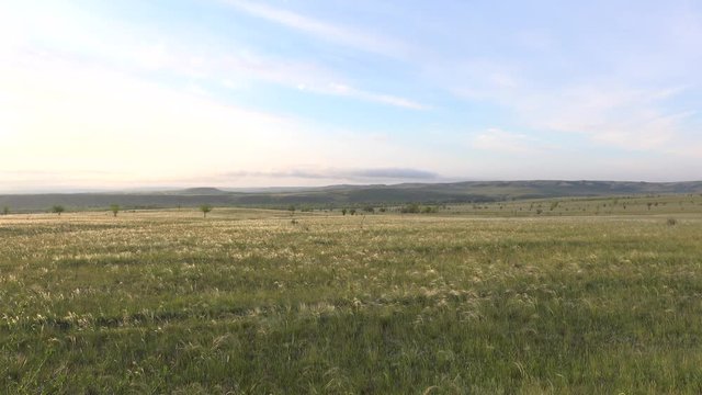 Feather grass steppe at sunrise. Great steppe landscape. Russia. 4K