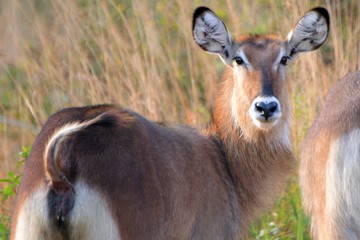 Waterbucks, Murchison Falls National Park, Uganda