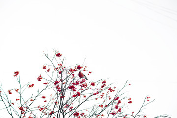 wild bird bullfinch on a berry tree on a white background