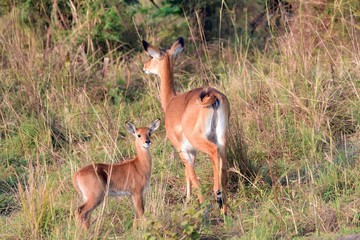 Uganda kobs, Murchison Falls National Park, Uganda