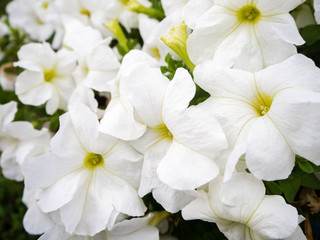 many white Petunia flowers close up