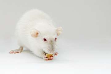 cute fluffy white rat on a grey background