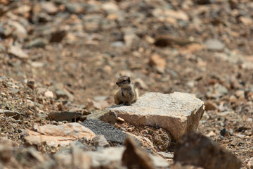 Chipmunk sitting on a stone between Betancuria and Pajara  on Fuerteventura