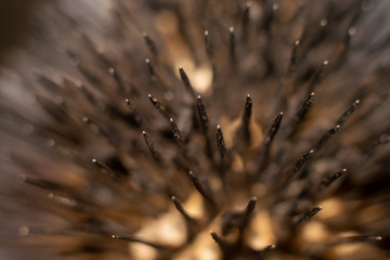 Brown wallpaper with spikes of a plant. Macro photo