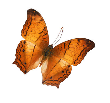 The Criser (Vagrans erota) butterfly