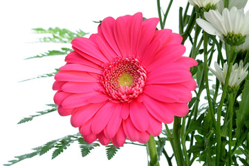 gerbera flower