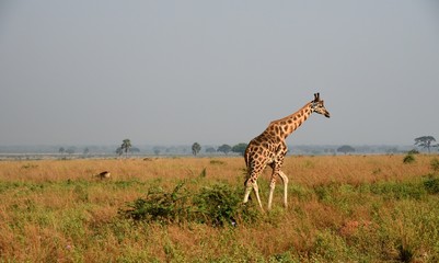Obraz premium Rotschild giraffe, Murchison Falls National Park, Uganda
