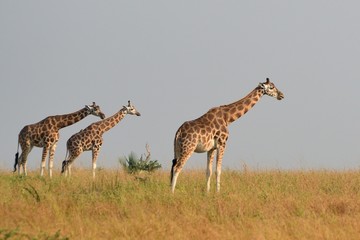 Rotschild giraffe, Murchison Falls National Park, Uganda
