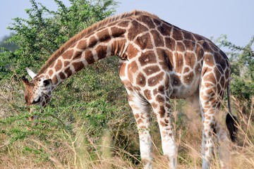 Rotschild giraffe, Murchison Falls National Park, Uganda