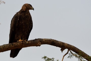 Tawny eagle, Murchison Falls National Park, Uganda