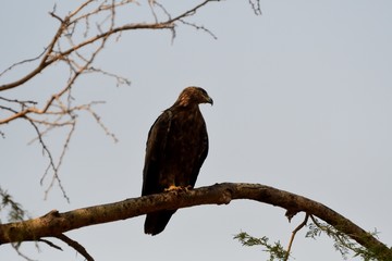 Tawny eagle, Murchison Falls National Park, Uganda