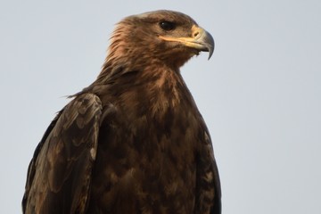 Tawny eagle, Murchison Falls National Park, Uganda