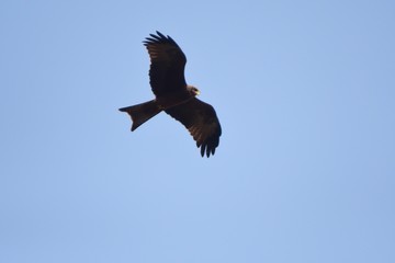Yellow-billed kite, Murchison Falls National Park, Uganda