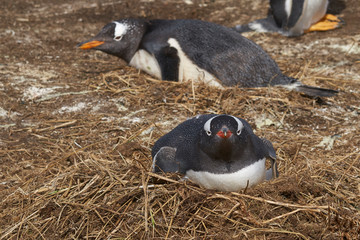 Gentoo Penguins (Pygoscelis papua) nesting on Sea Lion Island in the Falkland Islands.