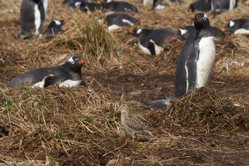 Magellanic Snipe (Gallinago paraguaiae magellanica) looking for food amongst a colony of Gentoo...
