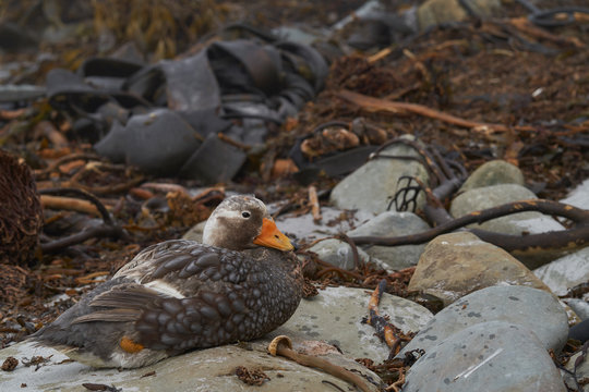 Falkland Steamer Duck (Tachyeres brachypterus) on the coast of Sea Lion Island in the Falkland Islands.