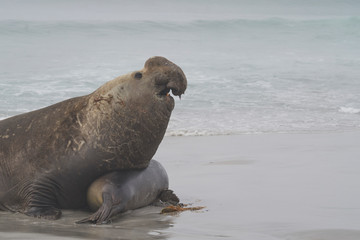 Male Southern Elephant Seal (Mirounga leonina) trying to mate with a recently weaned pup on Sea...
