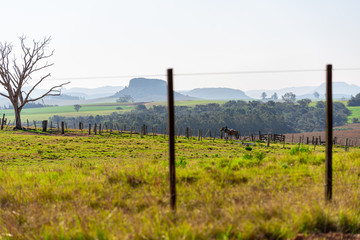 Obraz premium The south american pampas and its rural landscapes