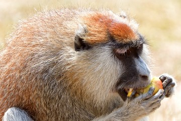 Patas monkey, Murchison Falls National Park, Uganda
