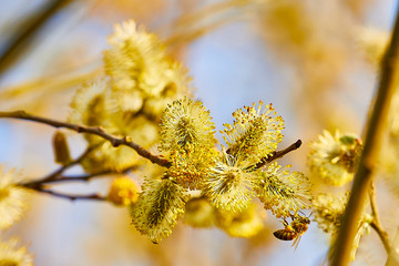 frühling biene