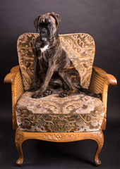 Deutscher Boxer auf Stuhl