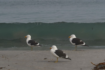 Kelp Gulls (Larus dominicanus) on a sandy beach on Sea Lion Island in the Falkland Islands. 