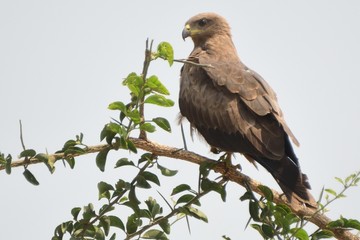 Black kite, Murchison Falls National Park, Uganda
