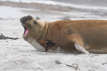 Striated Caracara (Phalcoboenus australis) feeding from the cuts on the neck of a male Southern Elephant Seal (Mirounga leonina) on Sea Lion Island in the Falkland Islands.