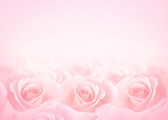 Pink Rose flowers with blurred sofe pastel color background for love wedding and valentines day