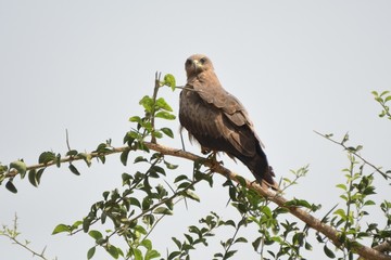 Black kite, Murchison Falls National Park, Uganda