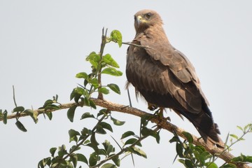 Black kite, Murchison Falls National Park, Uganda