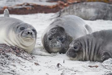 Southern Elephant Seal pups (Mirounga leonina) on the coast of Sea Lion Island in the Falkland...