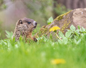 Naklejka na ściany i meble A baby marmot stands on his back legs to explore his surroundings