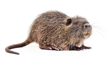 One brown nutria.