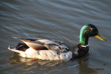 Drake In Evening Light, William Hawrelak Park, Edmonton, Alberta