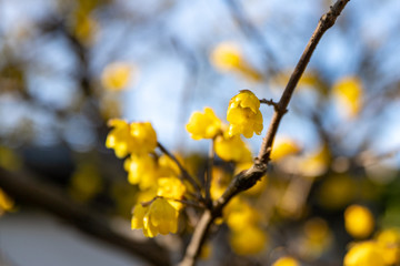 上野公園の蝋梅　東京都台東区　日本